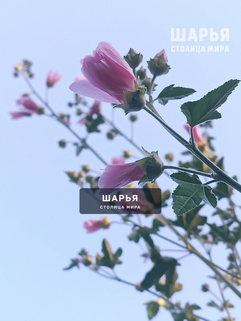 Новость из Шарьи — Шарья