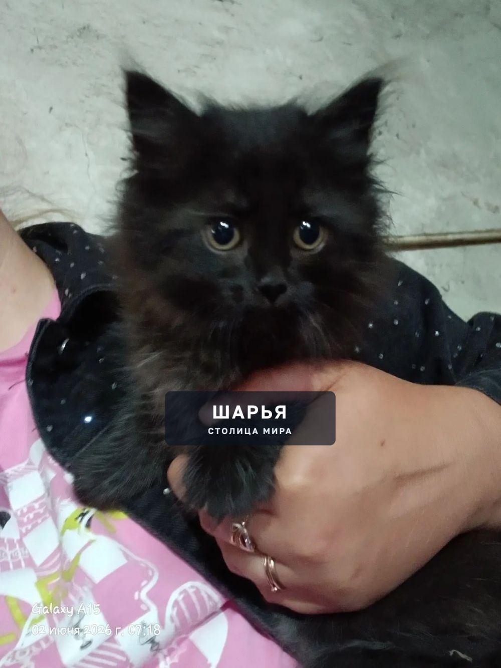 Пристраиваются Котята в добрые руки — Шарья — фото 3
