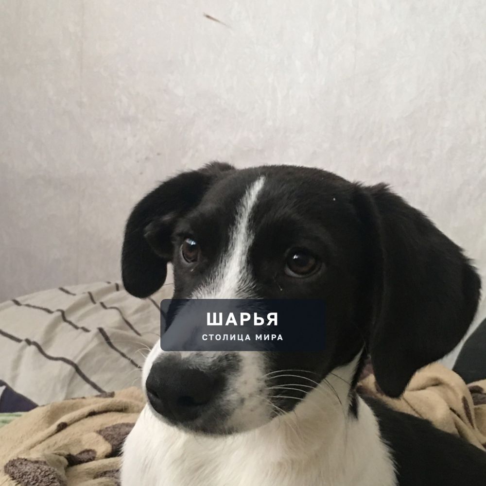 Огромную благодарность выражаем девушке Ольге, которая заметила сегодня эту девочку, посадила… — Шарья — фото 2