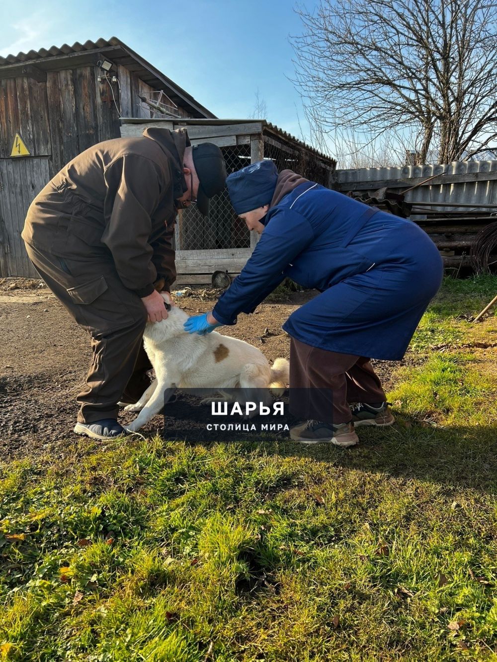 Ветеринарные специалисты ОГБУ "Шарьинская рай СББЖ" проводили выездную бесплатную вакцинацию… — Шарья — фото 2