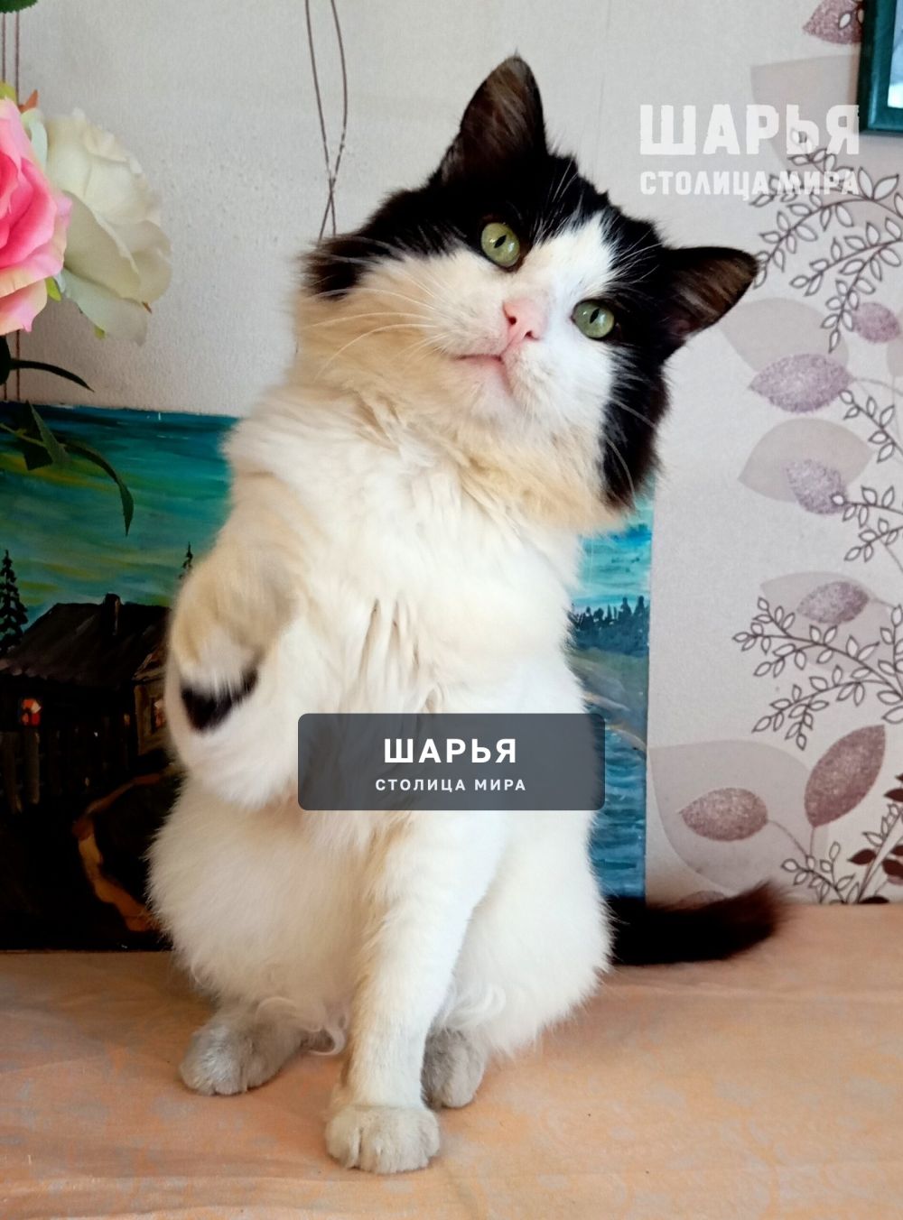 Кот Семён, в прошлом бродяга, жил на мусорных баках, ел что придется — Шарья — фото 4