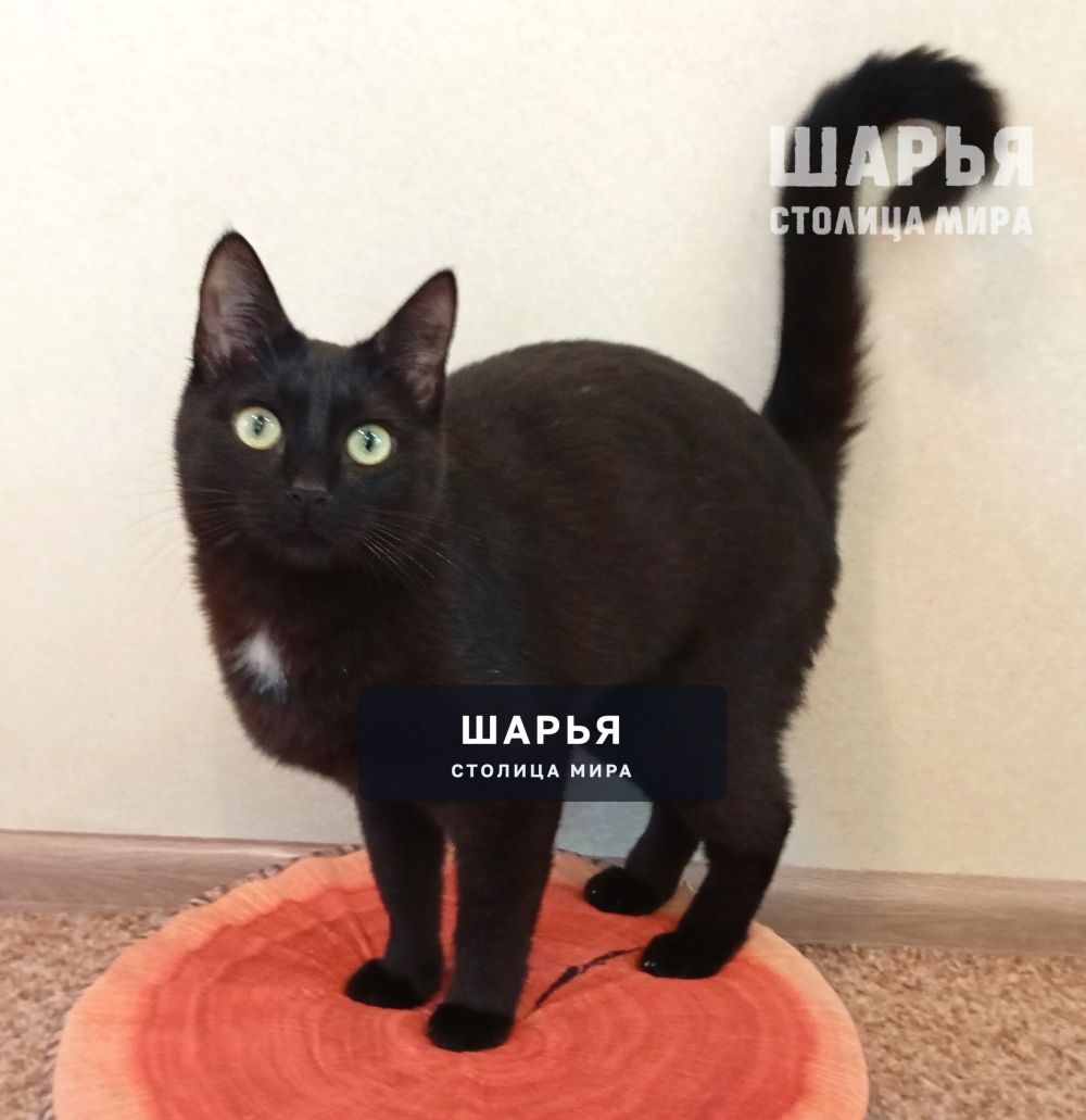 Ищем любящую семью для очаровательного котика Джексона — Шарья — фото 4