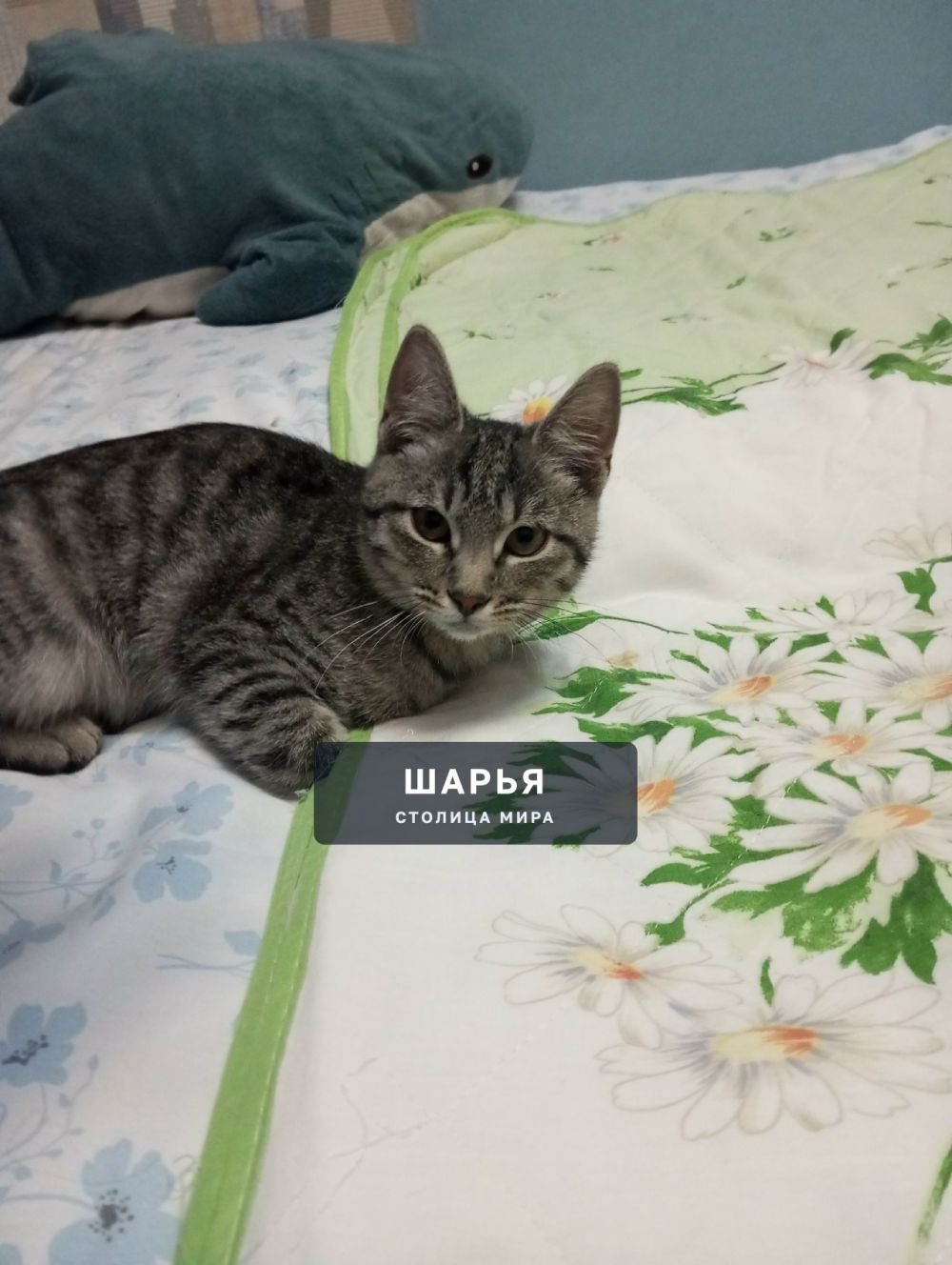 SOS! В районе остановки ДСК в Ветлужском подобрала котенка — Шарья — фото 3