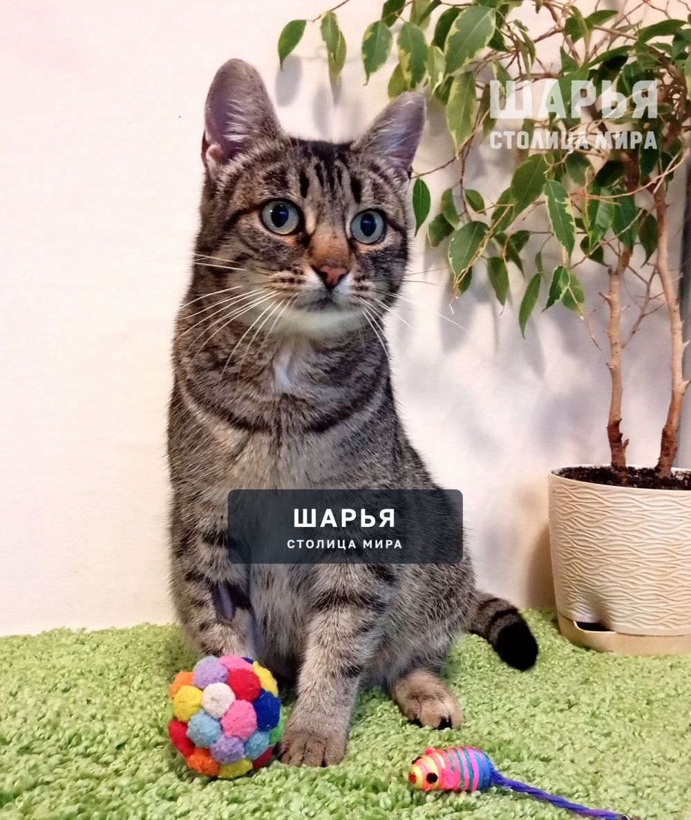 Вот такая тигровая красота в поисках своего человека! — Шарья — фото 2