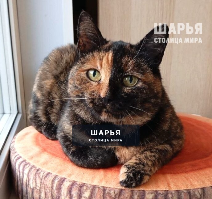 Черепаховая красавица Чуня в поисках уютного дома! — Шарья — фото 3