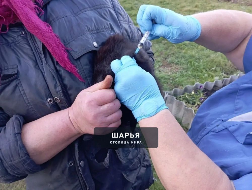 Ветеринарные специалисты ОГБУ "Шарьинская рай СББЖ" проводили выездную бесплатную вакцинацию… — Шарья — фото 4