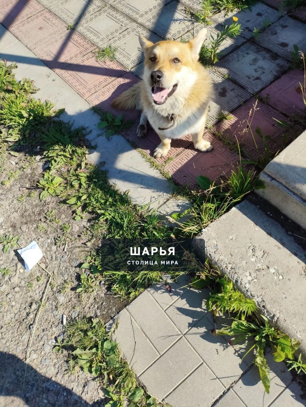 Чья собака, очень голодная, бегала по дороге у рынка? + — Шарья