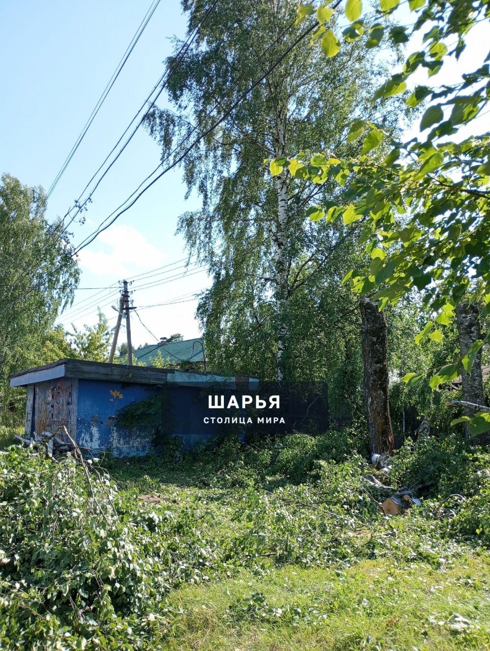 У нас сегодня тоже пилят деревья — Шарья — фото 2