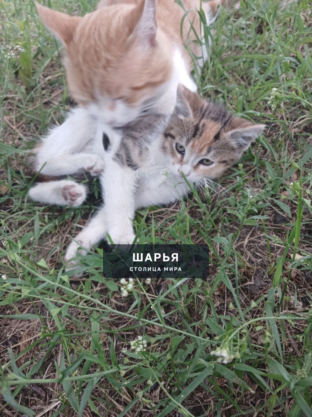 Отдам четырёх котят в добрые руки, 2 рыжих мальчика и 2 трехцветные девочки — Шарья — фото 4