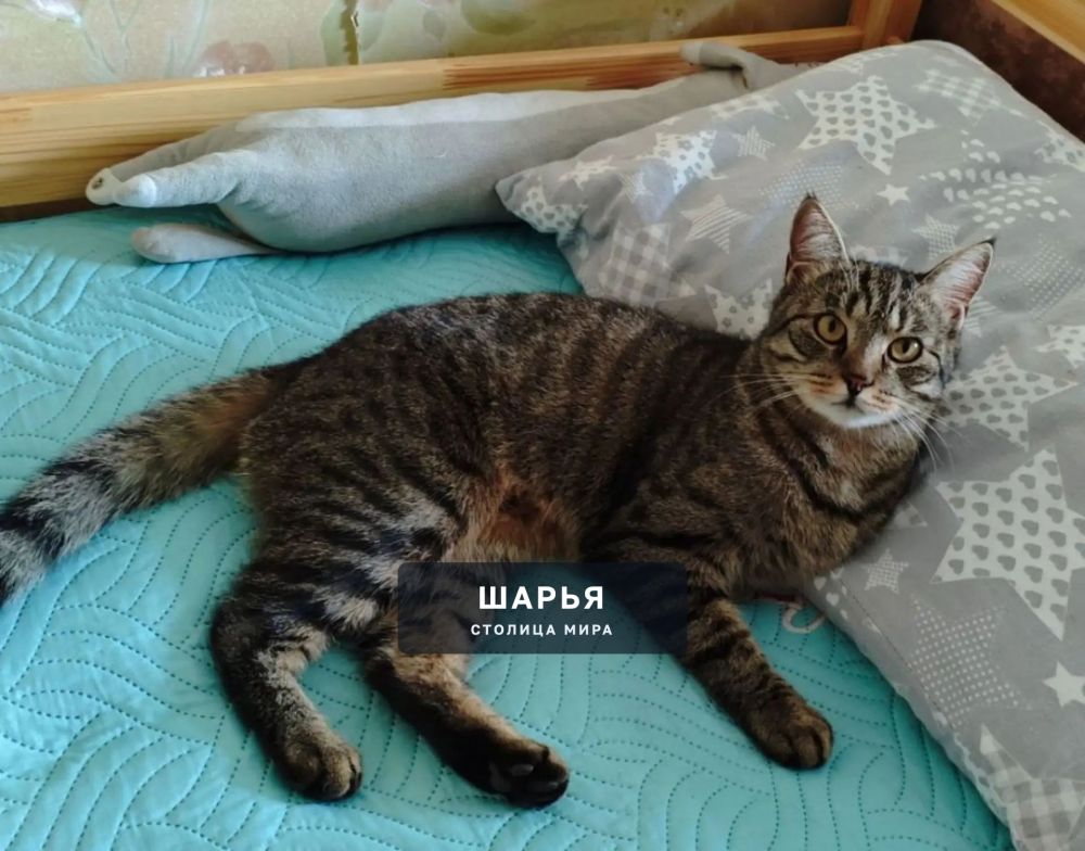 Пропал кот по кличке Тимошка — Шарья