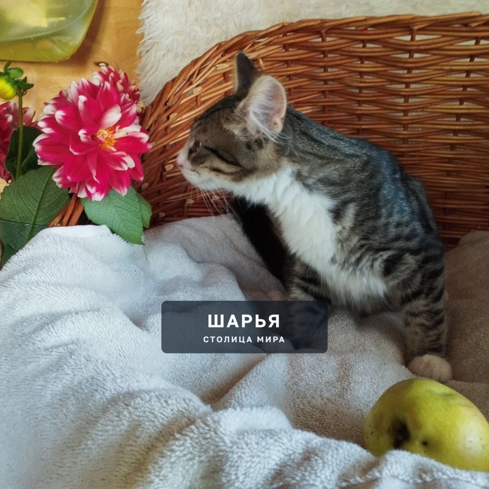 Красивый котёнок, котик, для доброго человека, для счастья — Шарья — фото 2