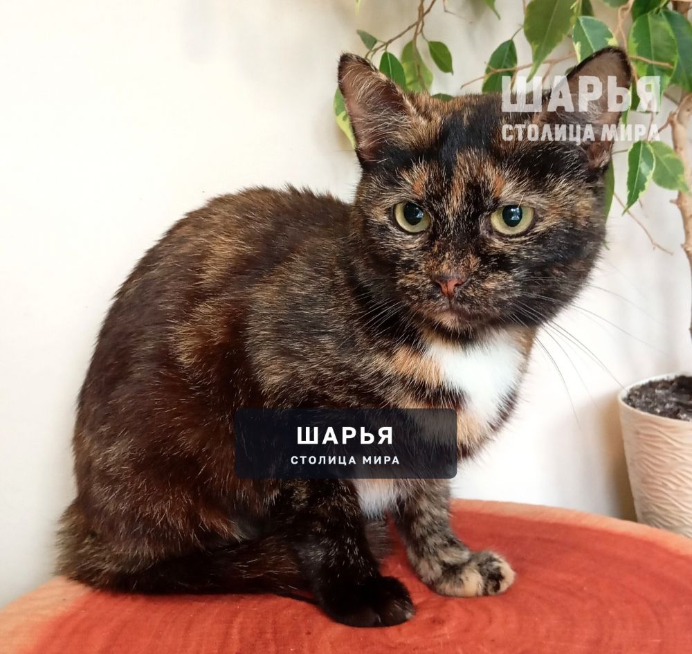 Черепаховая красавица Боня ищет дом! — Шарья — фото 6