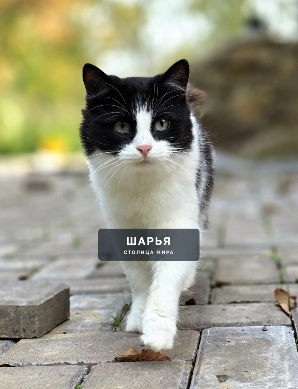 Кошечка Матрёна, красавица и ласкуша, ищет самого надежного хозяина! — Шарья — фото 7