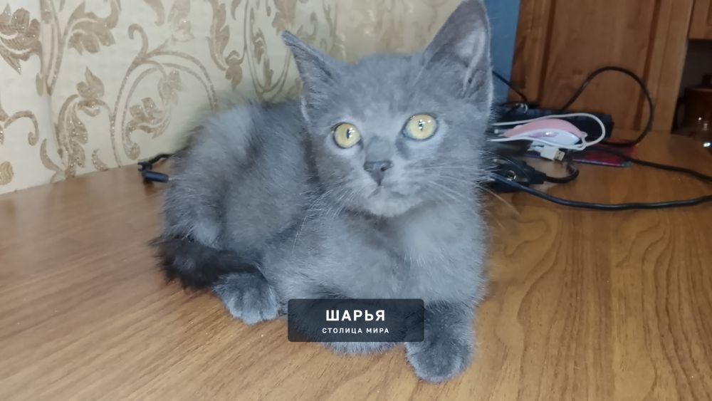 Нашел бездомного котенка, возже жд путей — Шарья — фото 1