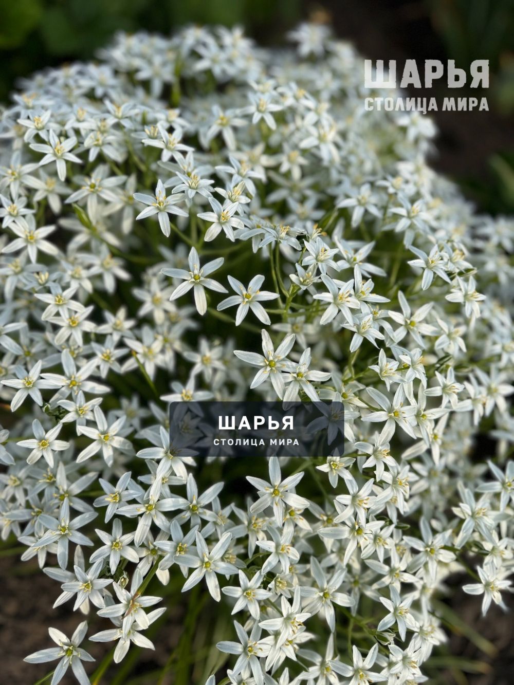 Цветы лета в ленту — Шарья — фото 2