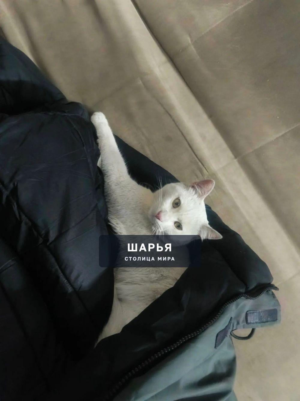 Пропал кот, район Васенёвского переезда, жил в автосервисе ул Рабочая 62 а, котик весь белого… — Шарья — фото 2