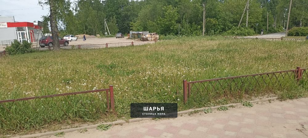 Сегодня почему-то обратила внимание на это не скошенное поле одуванчиков, хотя бываю там… — Шарья — фото 2