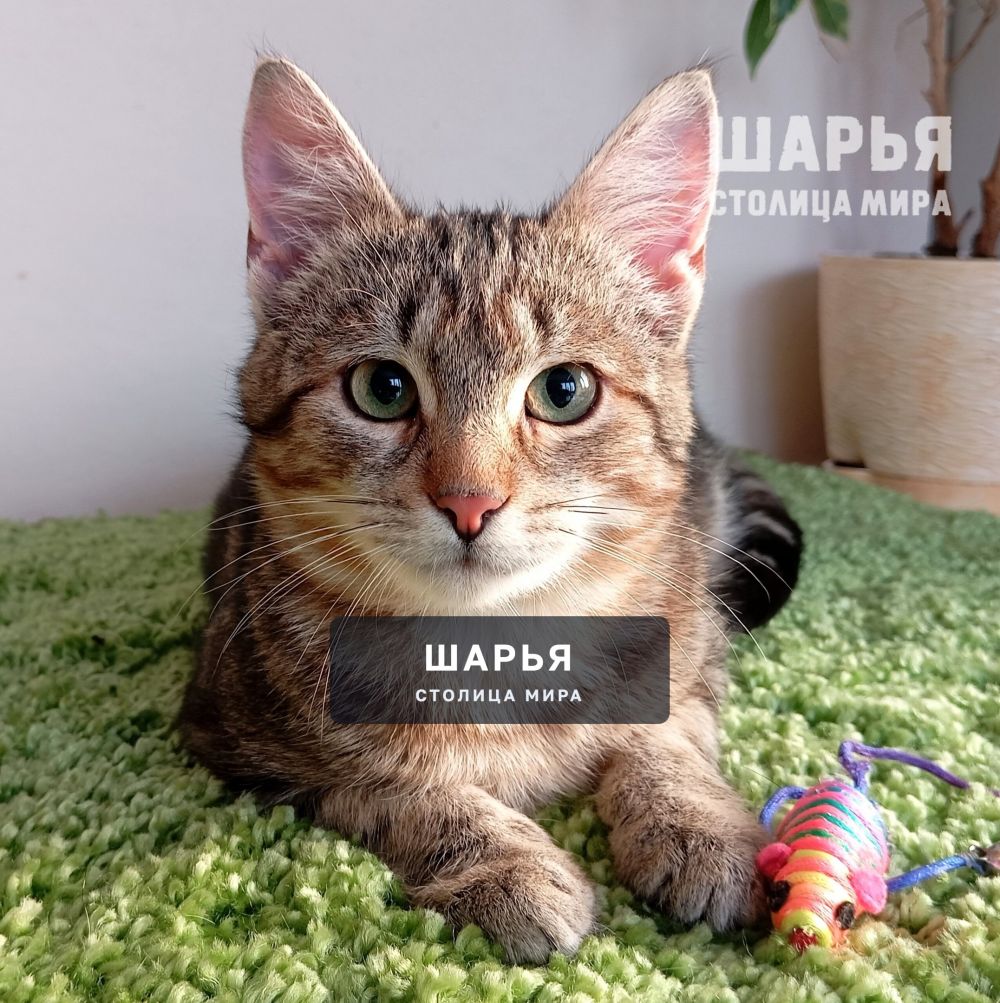 Молодой котик Тимошка в поиске надежного хозяина! — Шарья — фото 3