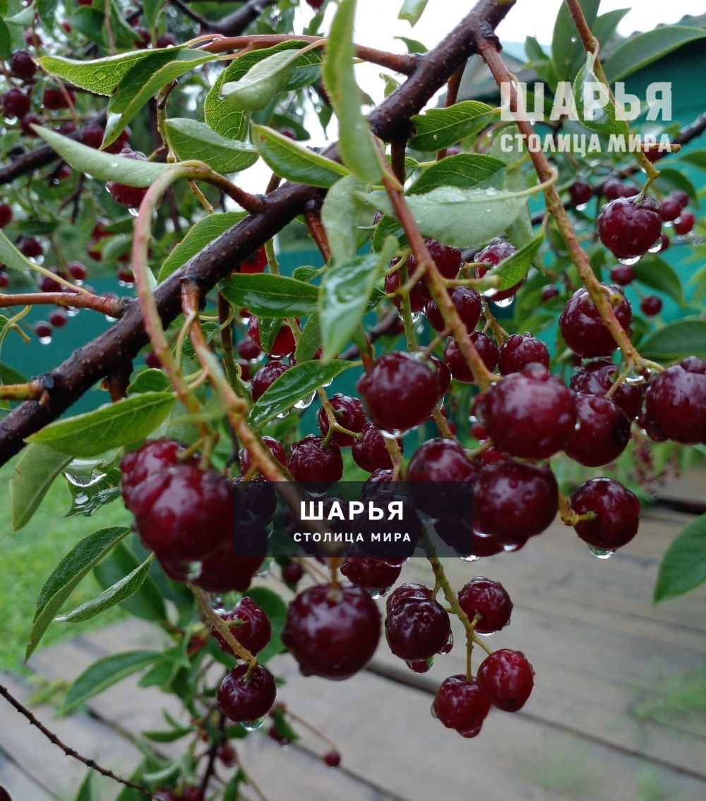 Красота после дождя — Шарья