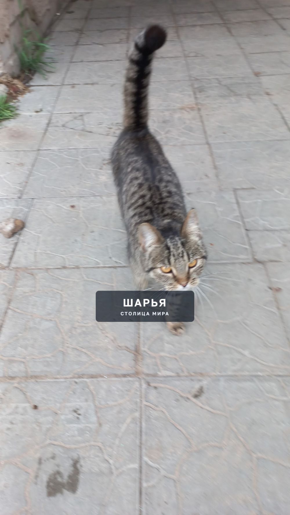 Кто потерял кошечку? Ищите 1 микрорайон д.29а — Шарья — фото 2