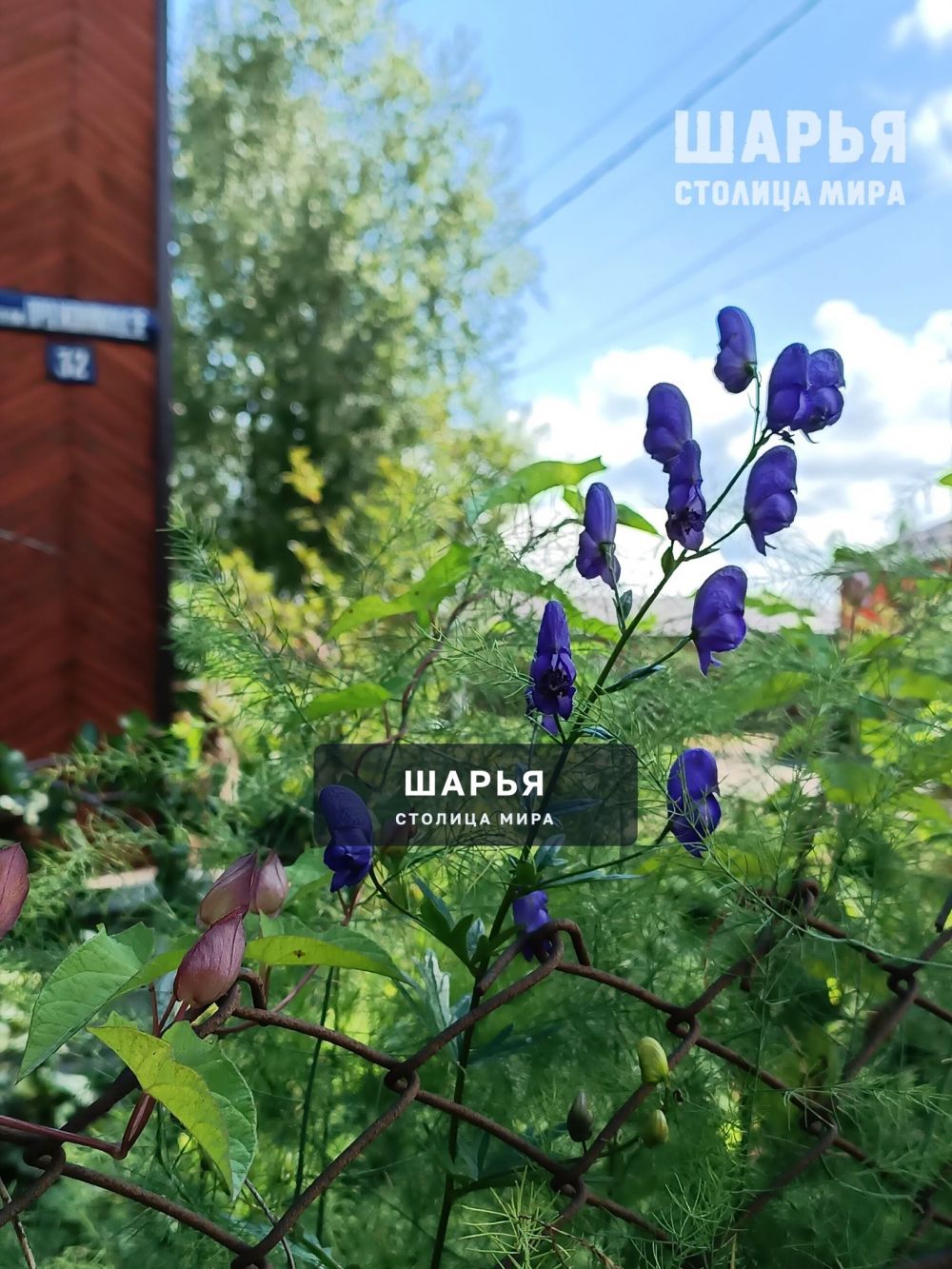 Цветущая Шарья — фото 3
