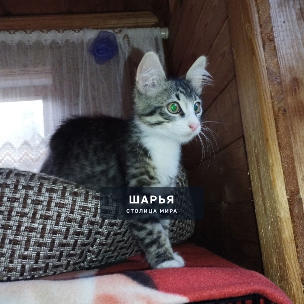 Кому малышня в дом??? ?? — Шарья
