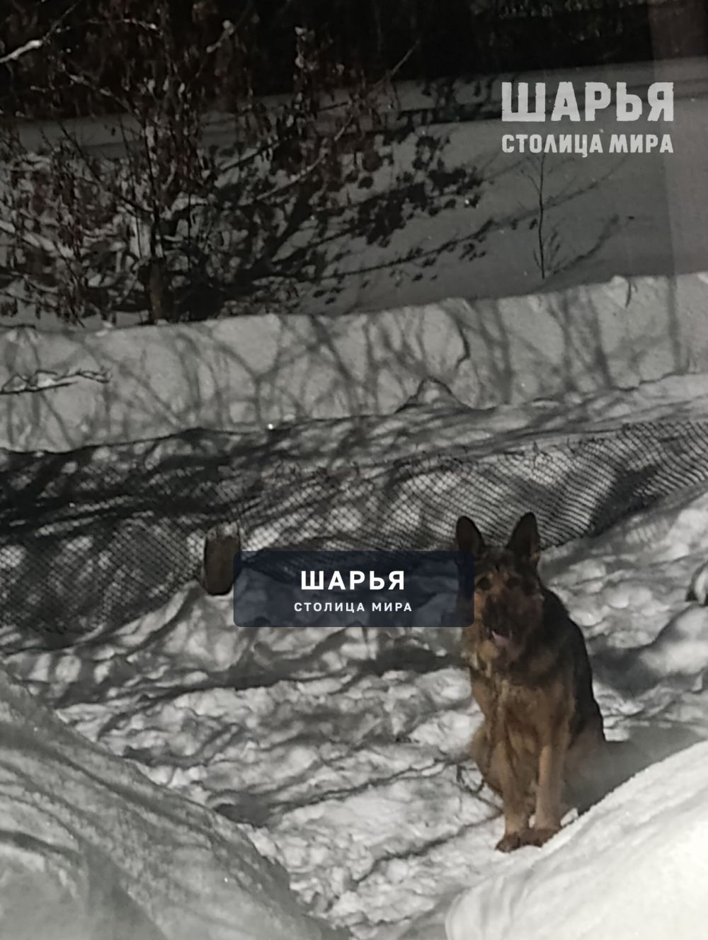 Чья собака в Ветлужском на советской прибилась, немец мальчик, Хозяин отзовись — Шарья