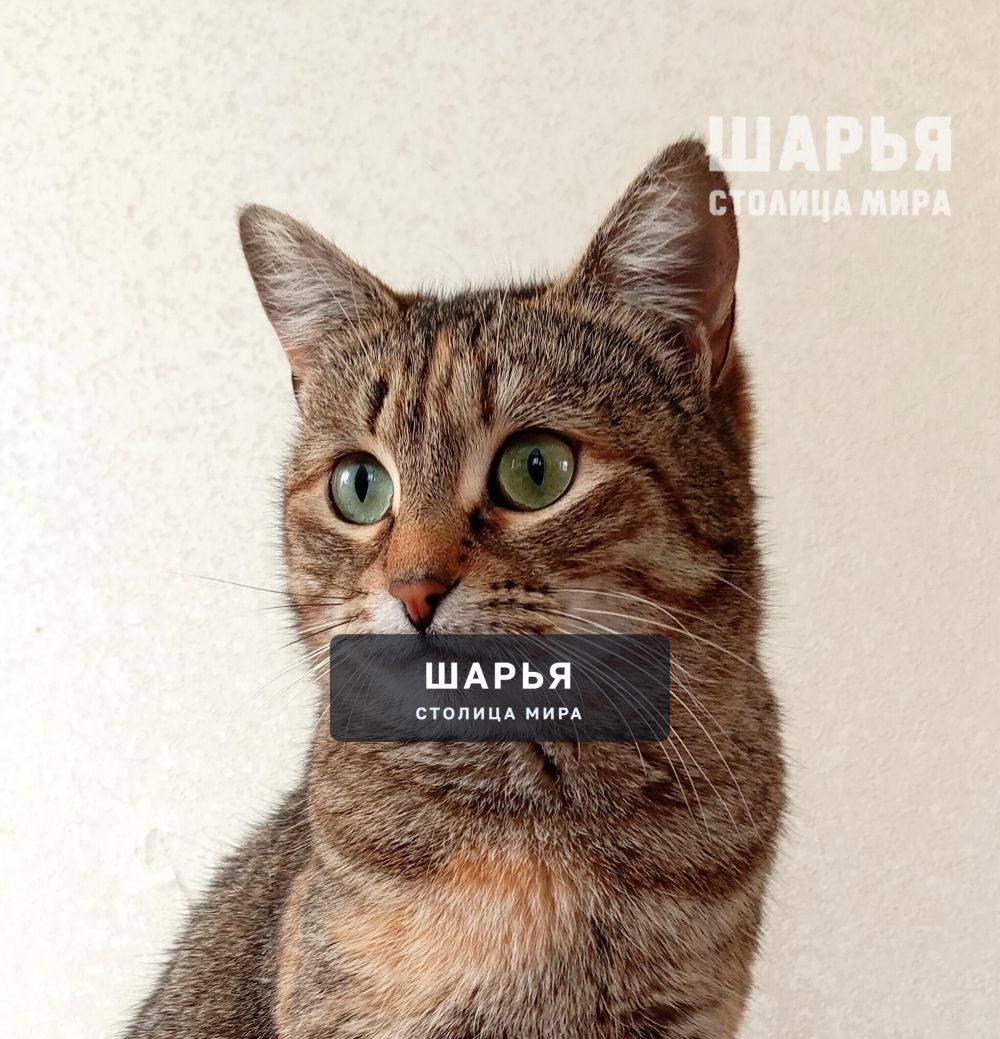 Это Зося. Самая скромная и спокойная кошечка! — Шарья — фото 4
