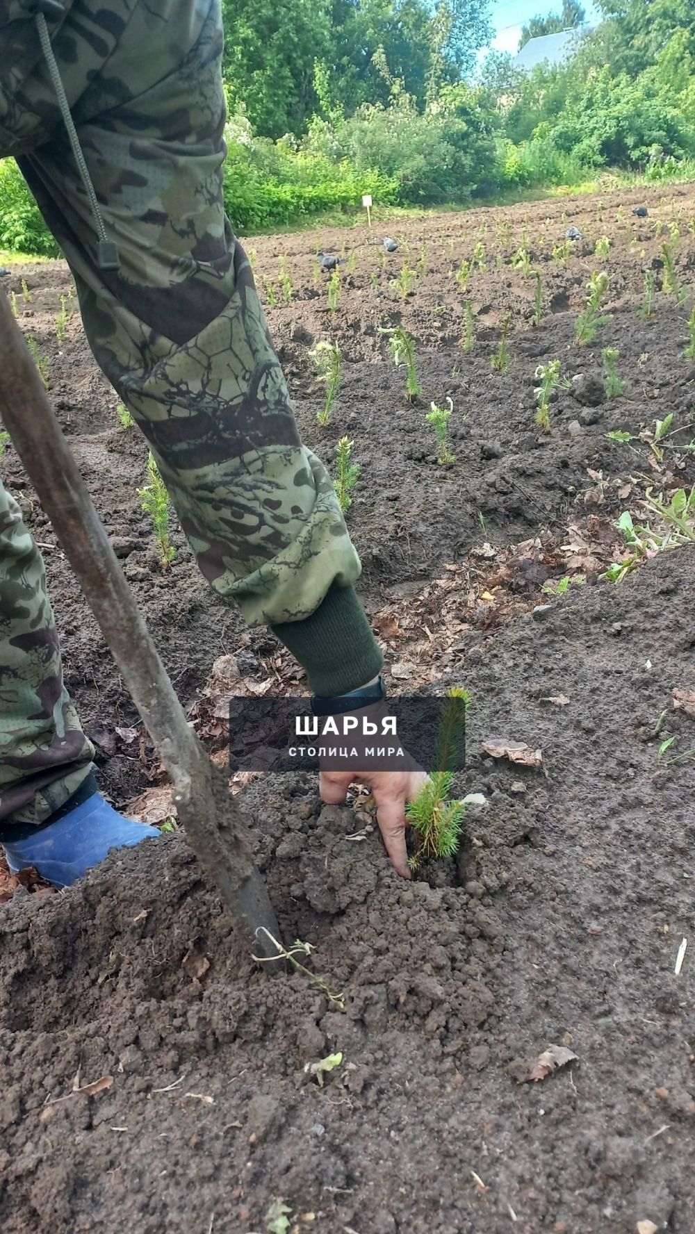 Шарьинская школа начала разрабатывать лесной питомник — Шарья — фото 7