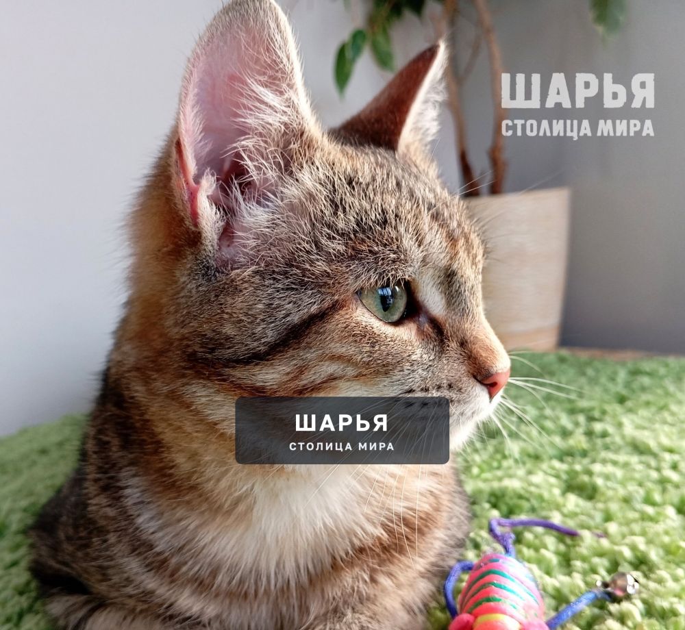 Молодой котик Тимошка в поиске надежного хозяина! — Шарья — фото 4