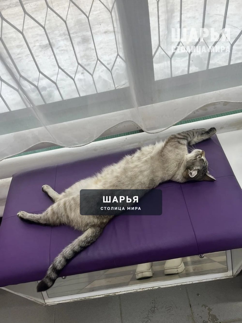 Пропал кот по кличке Тимон в районе 2-го микрорайона — Шарья — фото 2