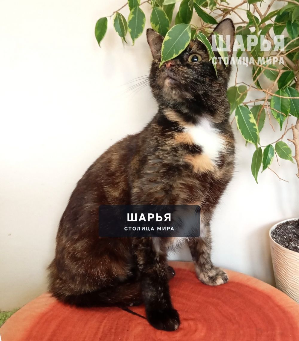 Черепаховая красавица Боня ищет дом! — Шарья — фото 7