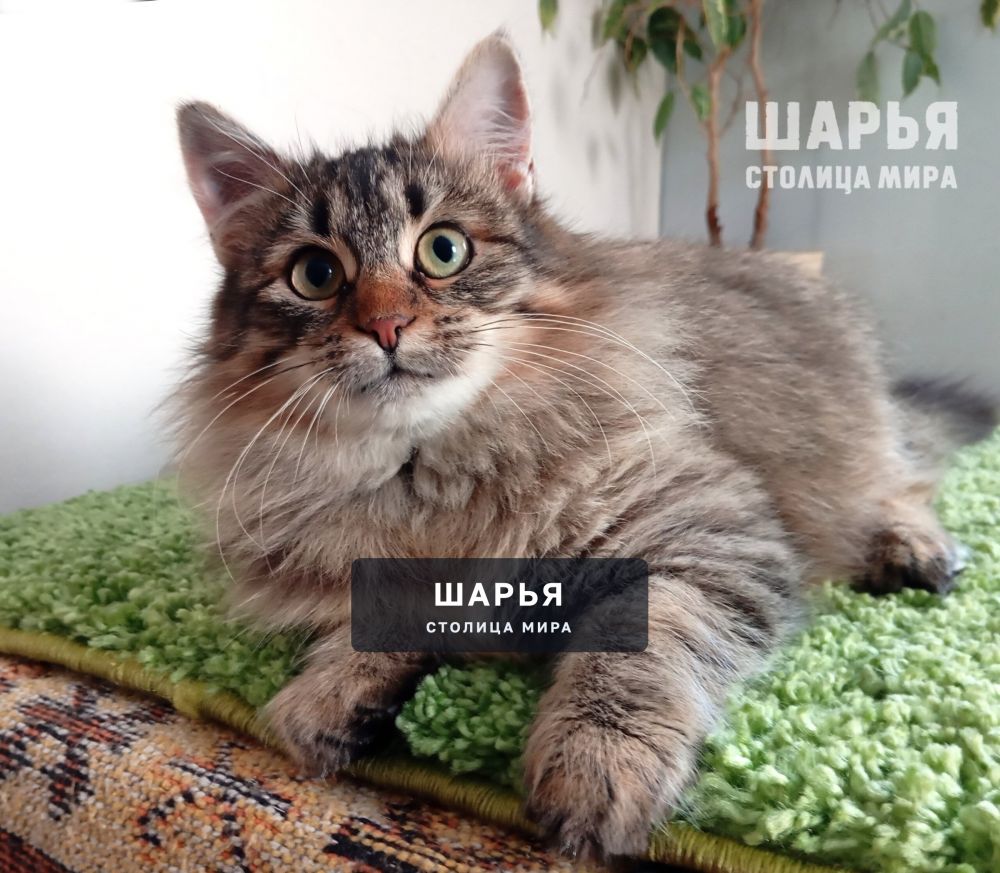 Знакомьтесь, котик Ерофей, Ерошенька, Ерошка! — Шарья — фото 3