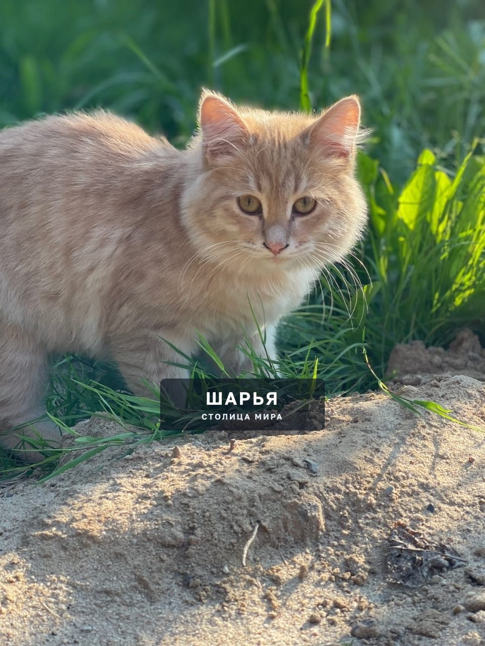Пропал кот в районе ленинского — Шарья