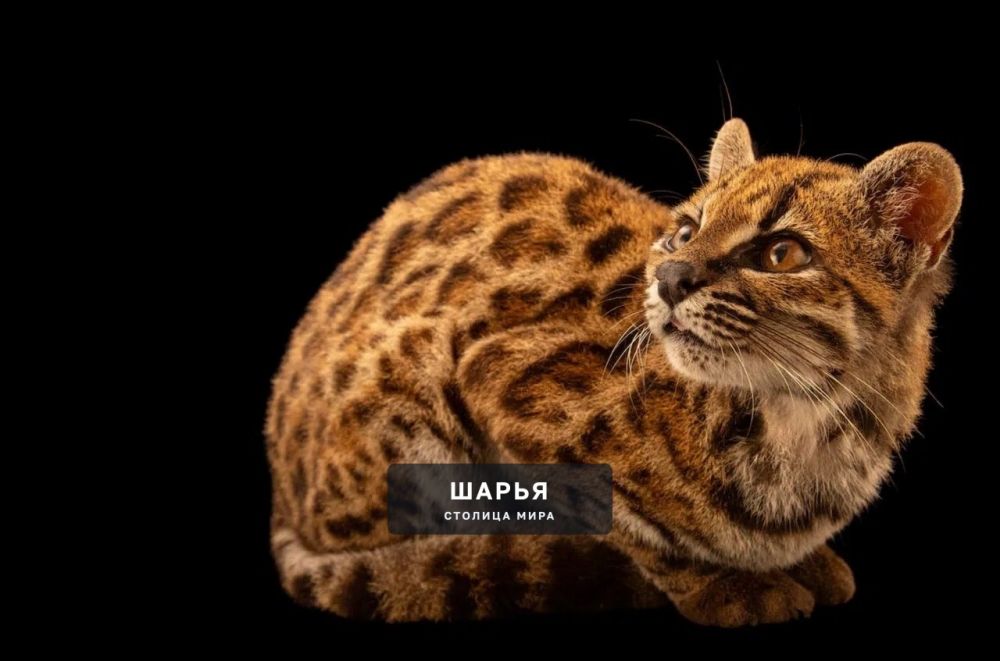 Новый вид кошек открыли учёные впервые за 100 лет — Шарья — фото 1