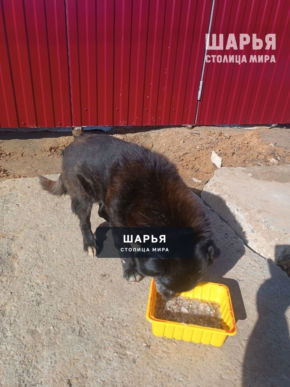 Пришло сообщение от неравнодушного человека — Шарья