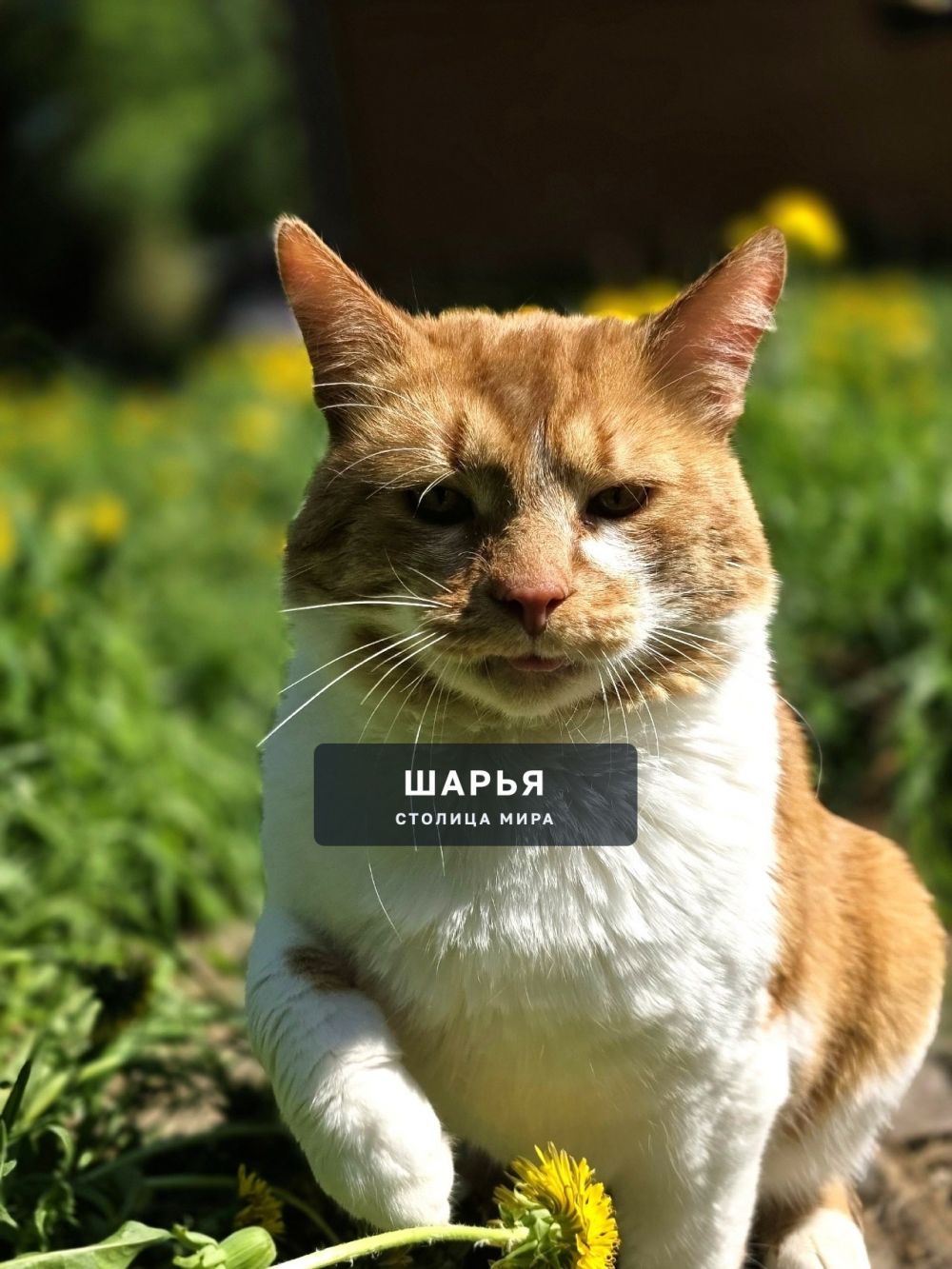 Кот Рыженос в поисках хорошего хозяина! — Шарья — фото 2