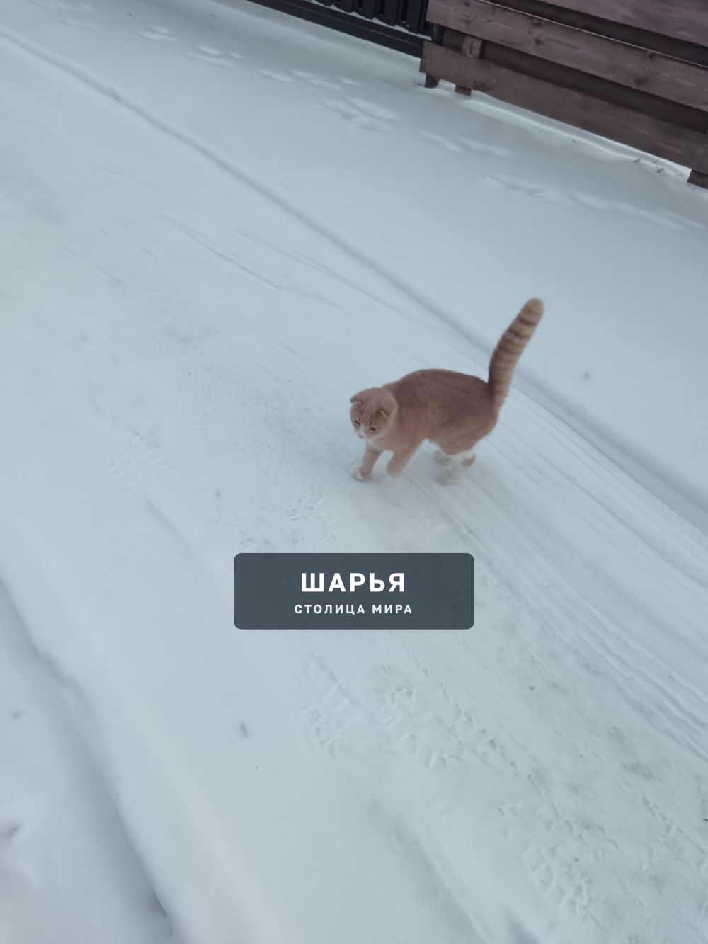 Найден котик п. Ветлужский ул. Чайковского — Шарья
