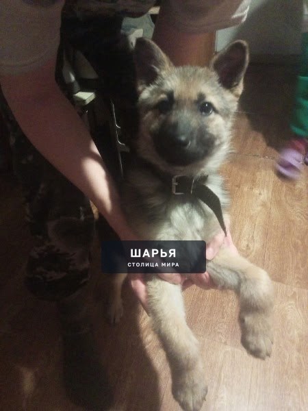 Чья потеряшка? Прибилась к дому на Первомайской, п. Ветлужский — Шарья