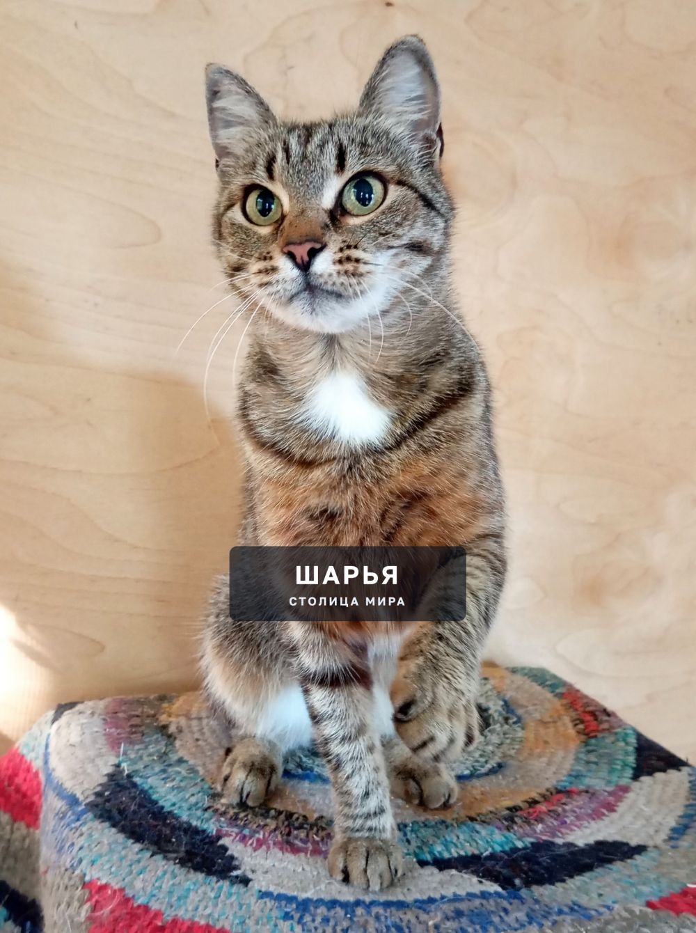 Мура, Мурочка, Мурёна! Ну очень ласковая киса! — Шарья