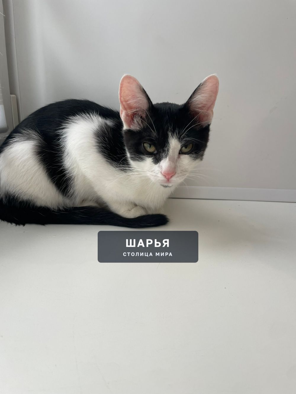 Котёнок ищет дом! Помогите найти котёнку хозяина! — Шарья — фото 3