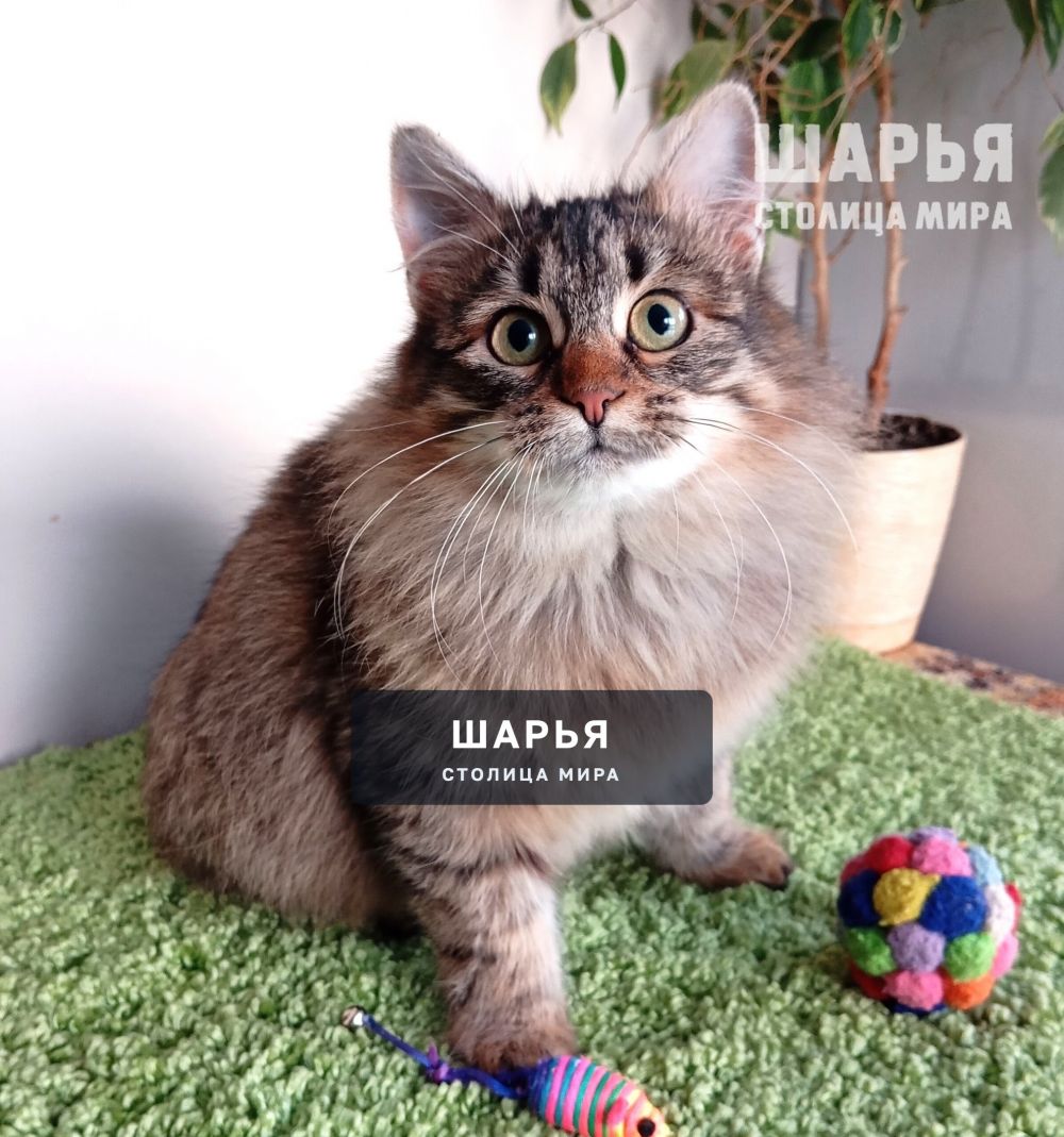 Знакомьтесь, котик Ерофей, Ерошенька, Ерошка! — Шарья — фото 9