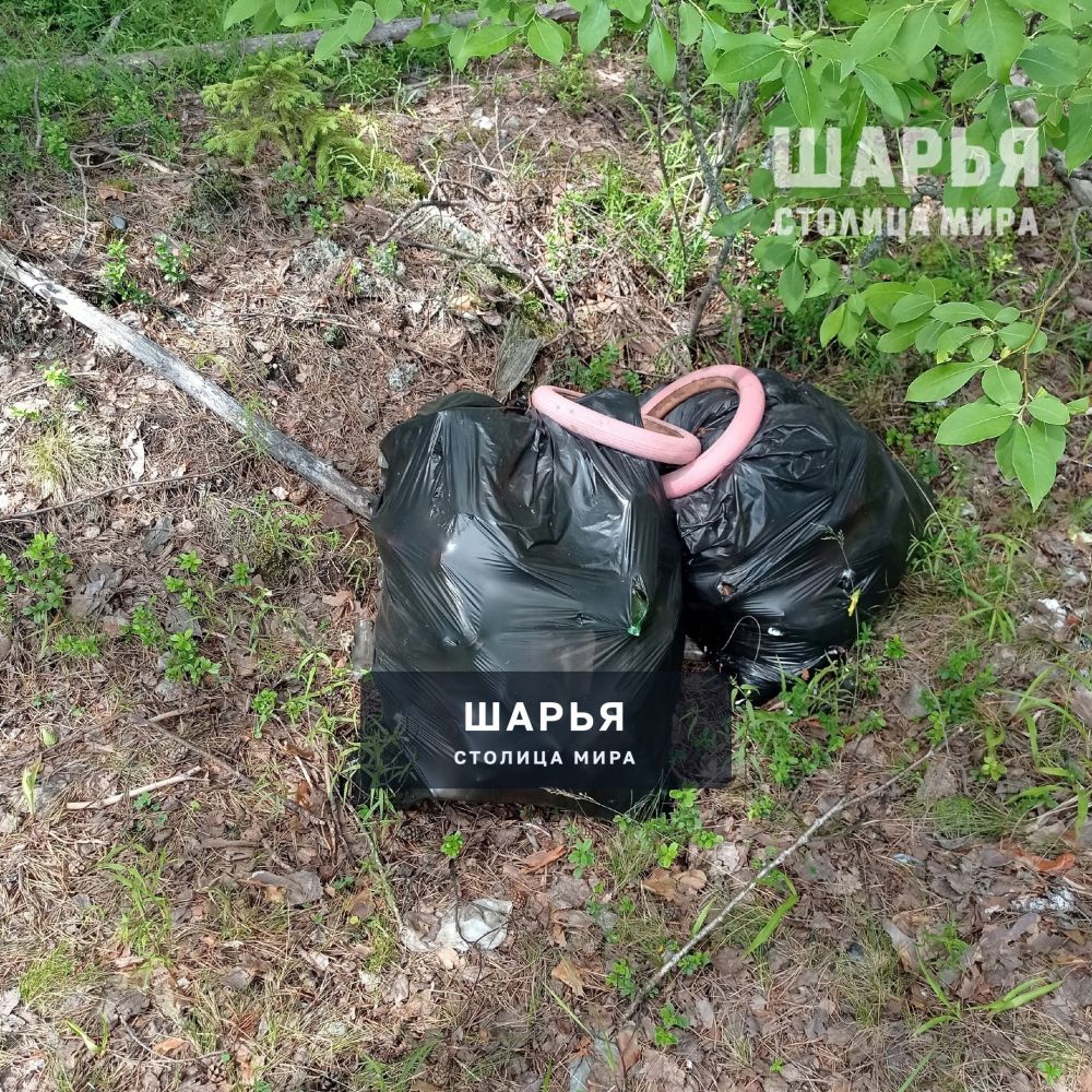 И вновь страдает лес - наше главное богатство — Шарья