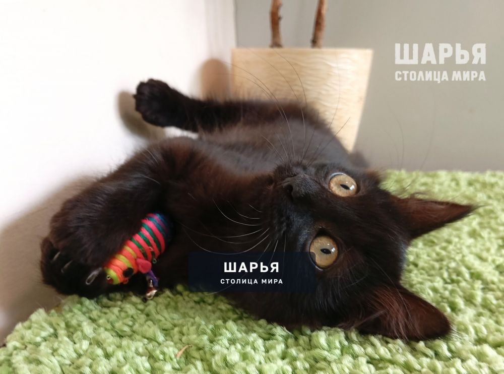 Очаровательный котик Митяй ищет дом! — Шарья — фото 9