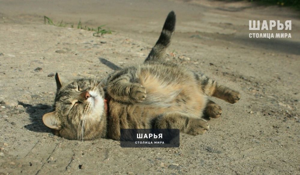 До конца мая установится аномальная для этого времени жара — Шарья