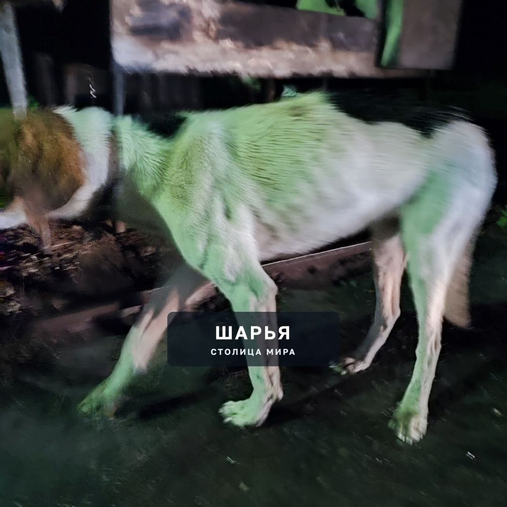 Админ, пропусти пожалуйста — Шарья