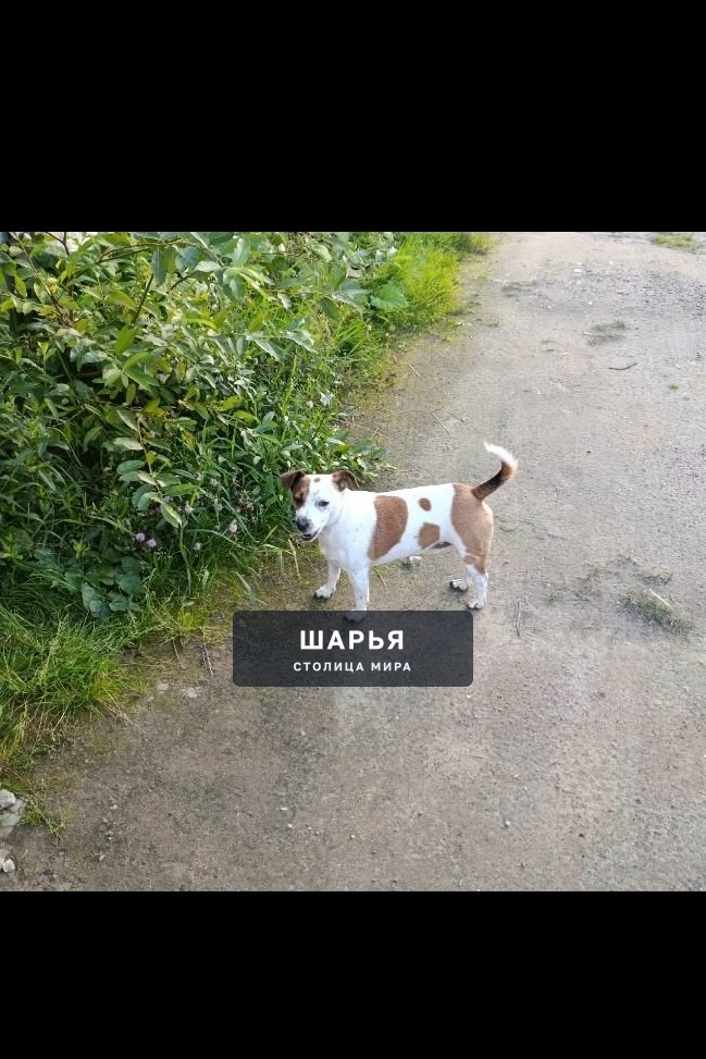 Бегает у гаражей на Юбилейной — Шарья