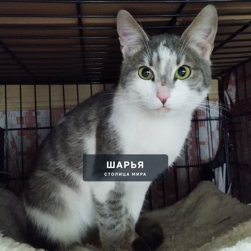 Котёнок- котик, подросток, возраст 8-9 мес. ласковый ручной, домашний- лучше не придумаешь! — Шарья — фото 4