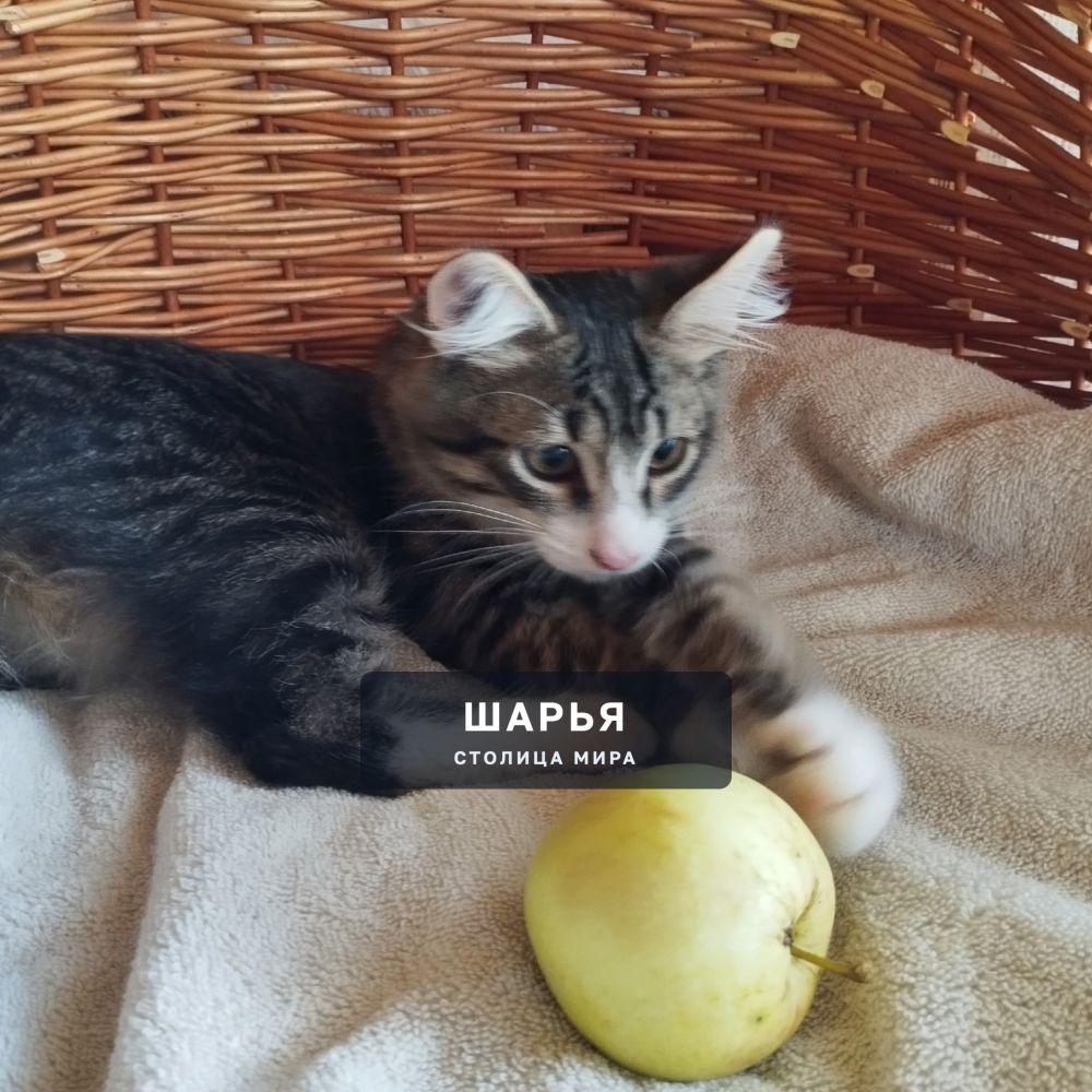 Красивый котёнок, котик, для доброго человека, для счастья — Шарья — фото 6