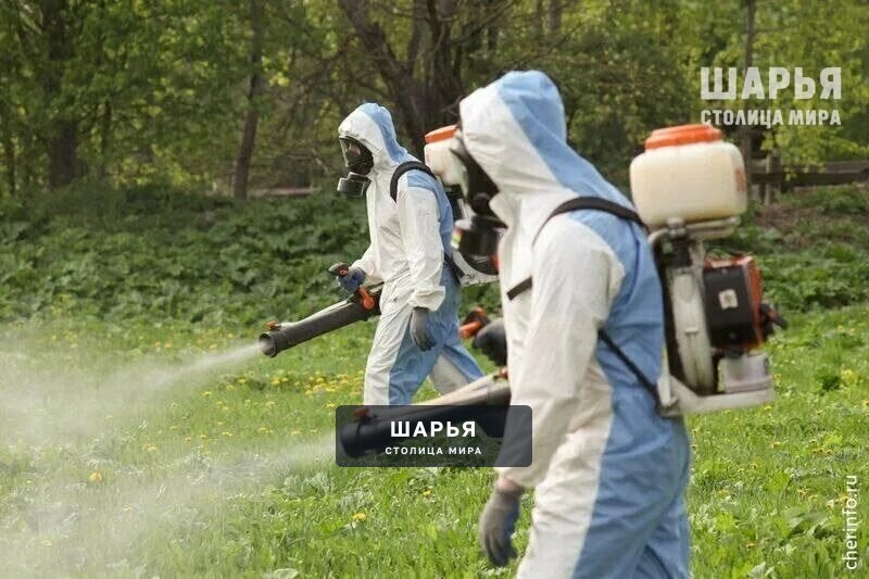Клещи кусают шарьинцев чаще остальных жителей региона — Шарья